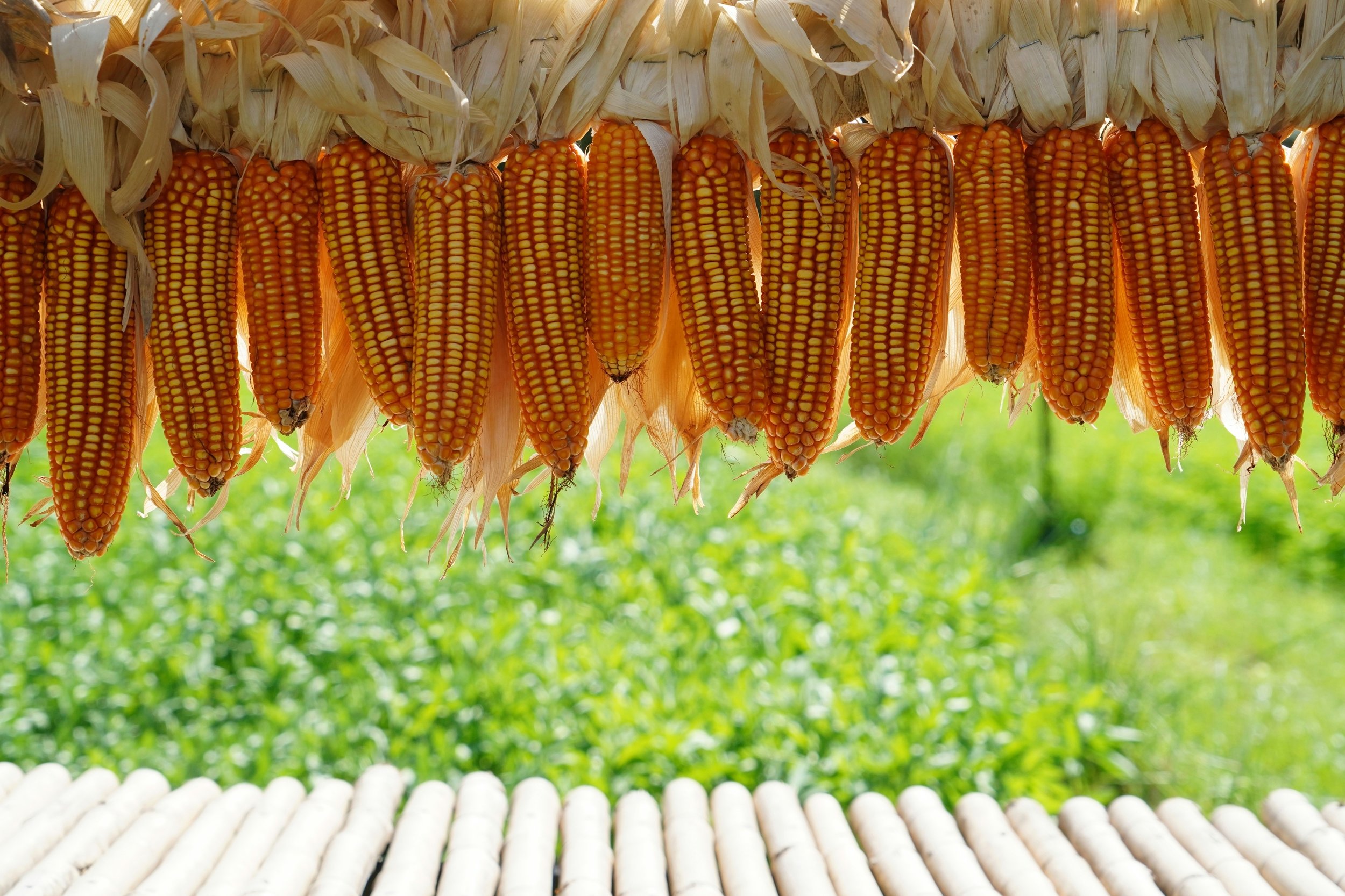 Des lots de maïs © meechai39 / Shutterstock