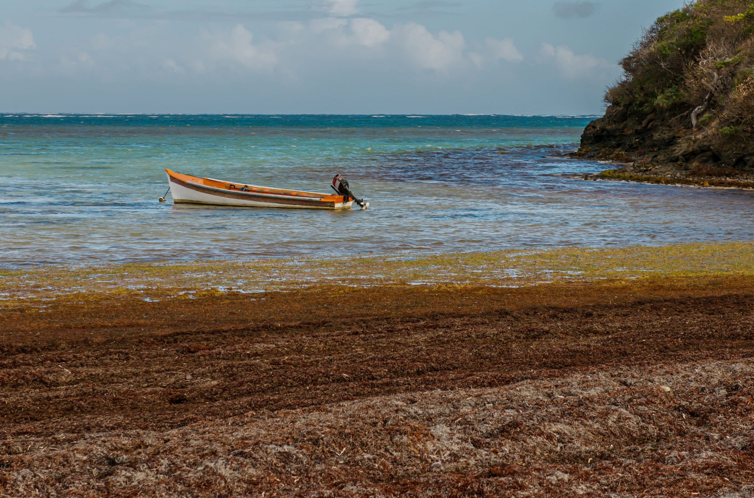 algues sur une plage - GillesBelanger / Shutterstock