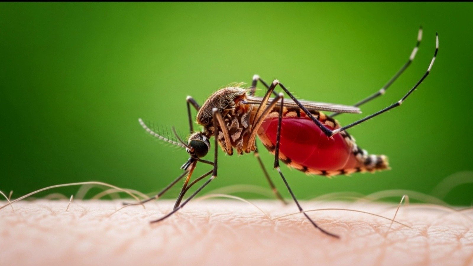 Après plusieurs semaines de calibrage, l'algorithme était capable de repérer un moustique en vol même dans un environnement chargé de reflets et de mouvements parasites - ©SILVIA MAQQ / Shutterstock