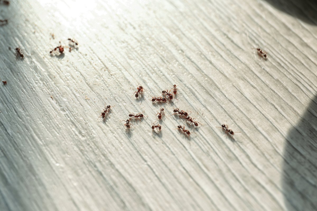 Les insectes perturbent les capteurs. ©New Africa / Shutterstock