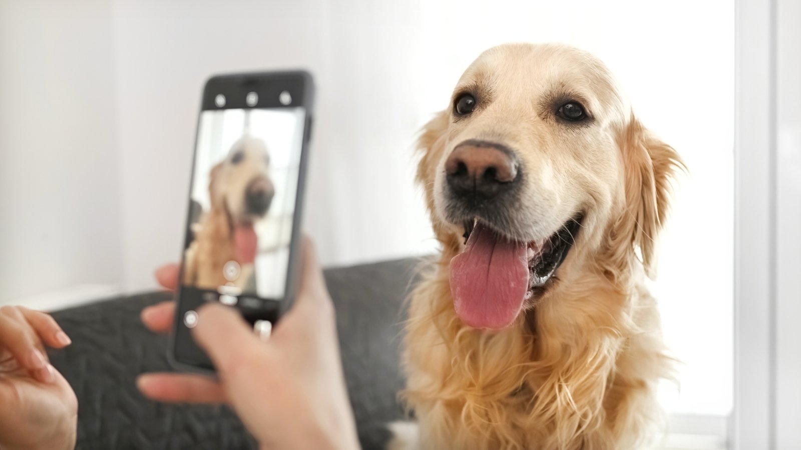 Une simple photo et un peu d'IA pour détecter les premiers symptômes de votre animal ©Shutterstock.com