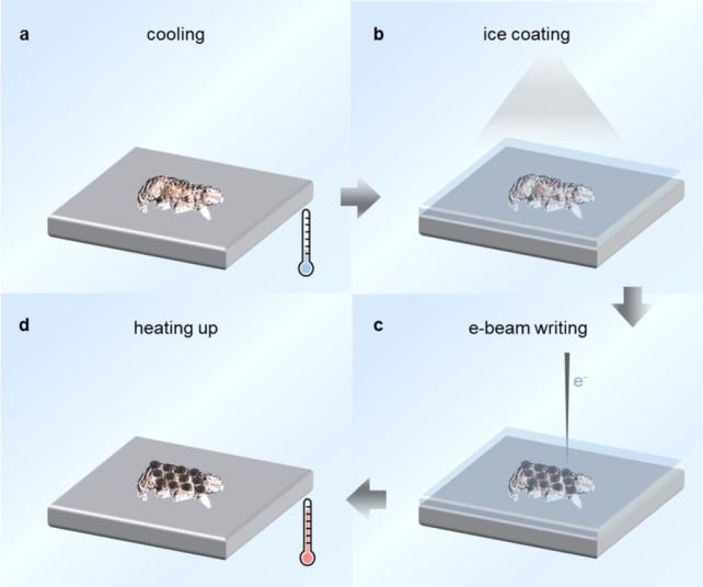 Procédure de tatouage nanométrique sur un tardigrade : l’animal est d’abord refroidi (a), puis recouvert d’une fine couche de glace à base d’anisole (b). Un faisceau d’électrons est ensuite utilisé pour graver un motif à travers cette couche protectrice (c). Lors du réchauffement (d), le tatouage reste fixé sur la peau du tardigrade. © Zhao et al., Nano Lett., 2025