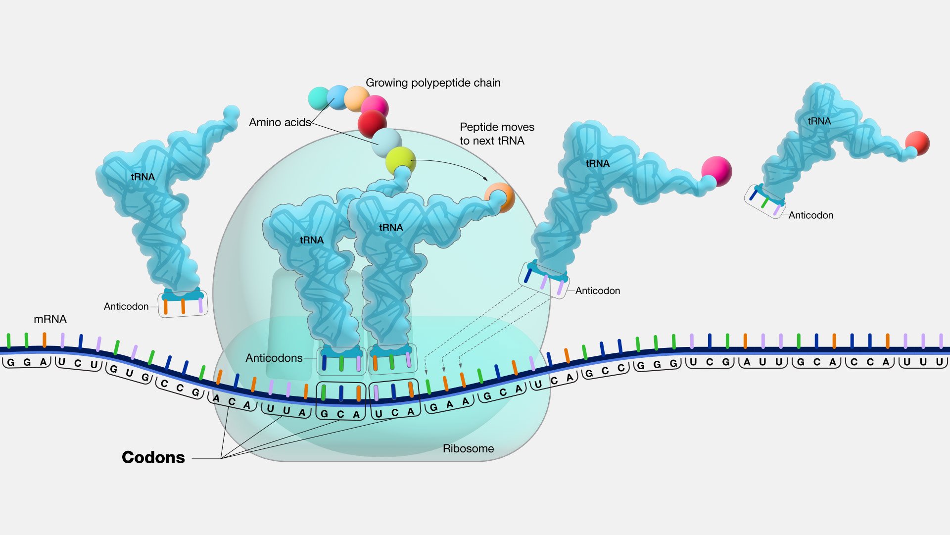 Un codon (ici encadrés en bas de l'image) est une séquence de trois nucléotides sur l'ARN messager (ARNm). © National Human Genome Research Institute