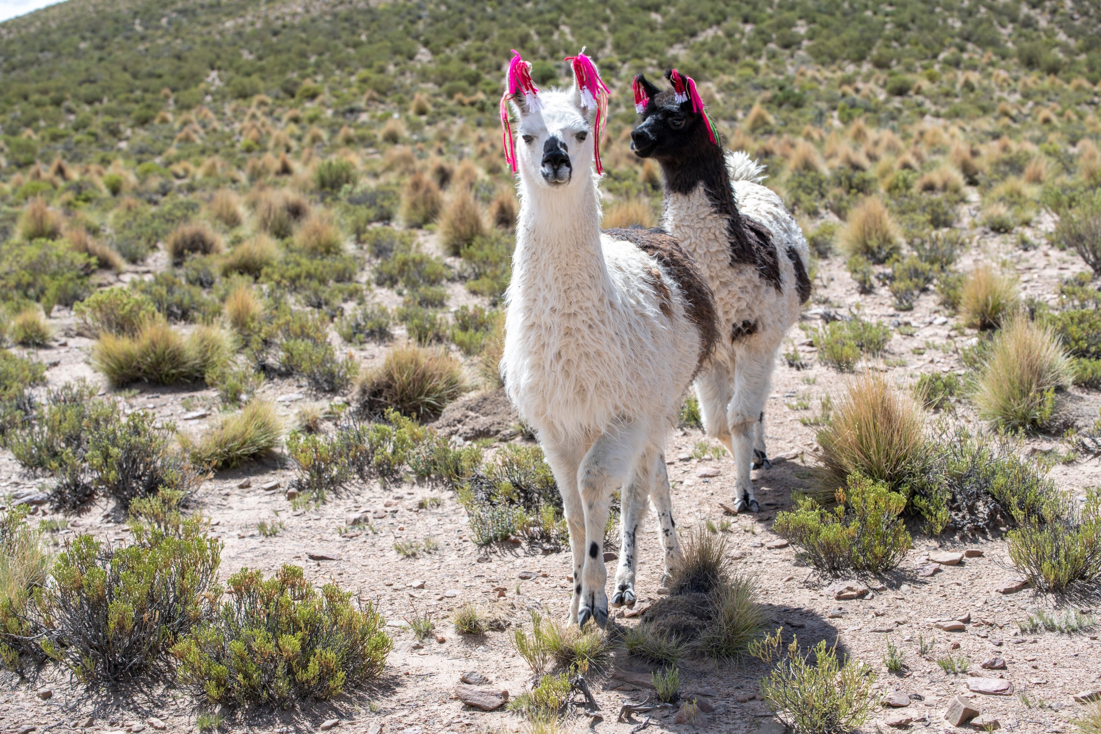 La monétisation de Llama s'inscrirait dans une stratégie plus large visant à financer les ambitions de Meta dans le domaine de l'IA. © Shutterstock