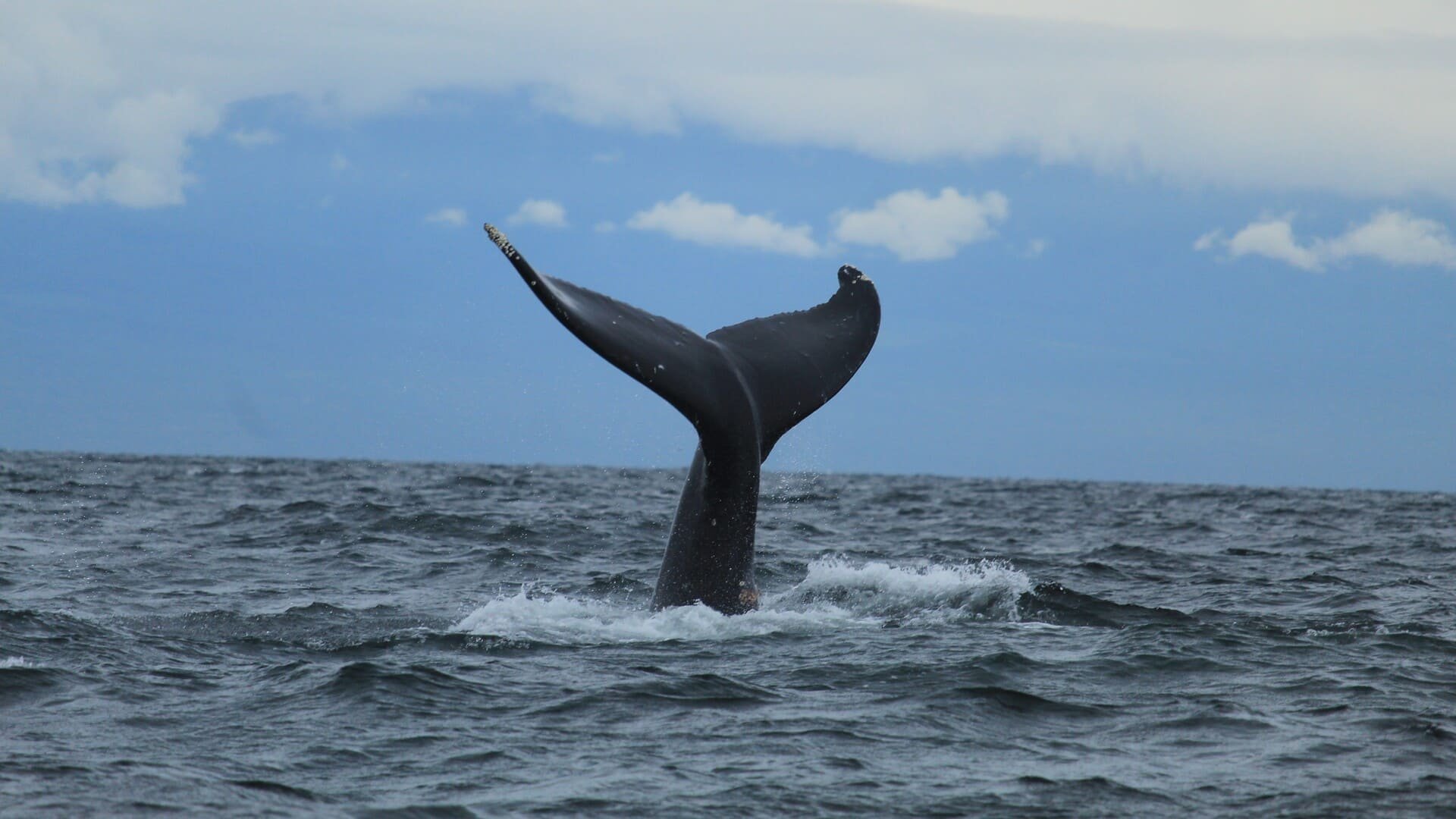 Malgré leur symbole fort dans la lutte pour le climat, les baleines ne représentent qu'une infime fraction du carbone stocké dans l'océan, selon une étude scientifique récente. © Tom Crooks / Shutterstock