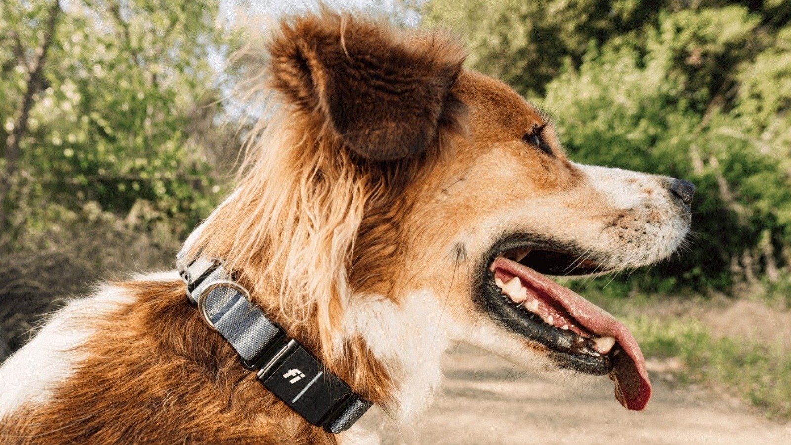 Selon Jonathan Bensamoun, cofondateur et directeur général de Fi, « Fi Ultra a changé ce qui est possible pour les propriétaires de chiens » - ©Fi Ultra Dog Tracker