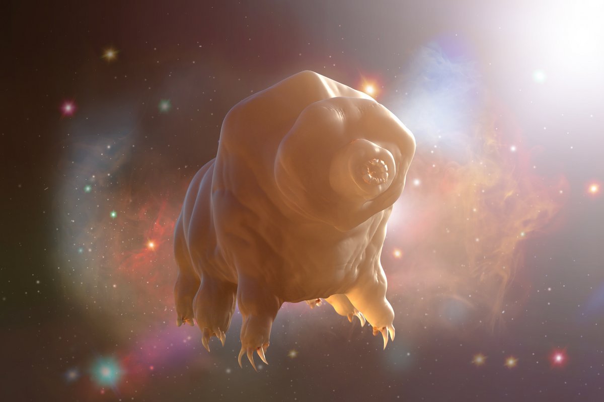 Représentation en 3D d'un tardigrade. © Denis---S / Shutterstock