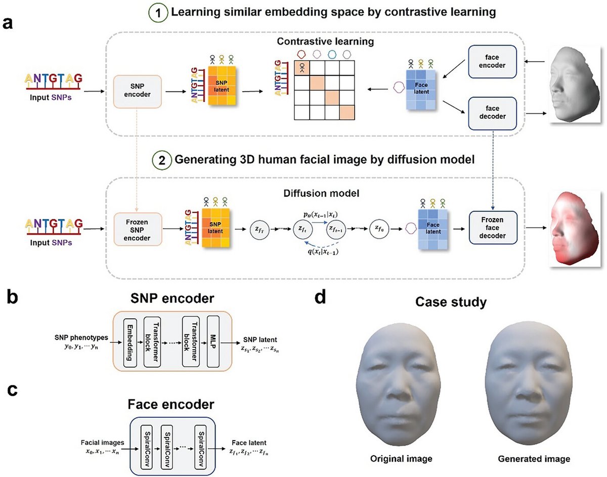 Cette image montre comment Difface réalise la reconstitution faciale 3D précise à partir de l'ADN via un encodeur de SNPs et un modèle de diffusion, comparant l'original et le visage généré (en bas à droite). © Mingqi Jiao et al. / Advanced Science