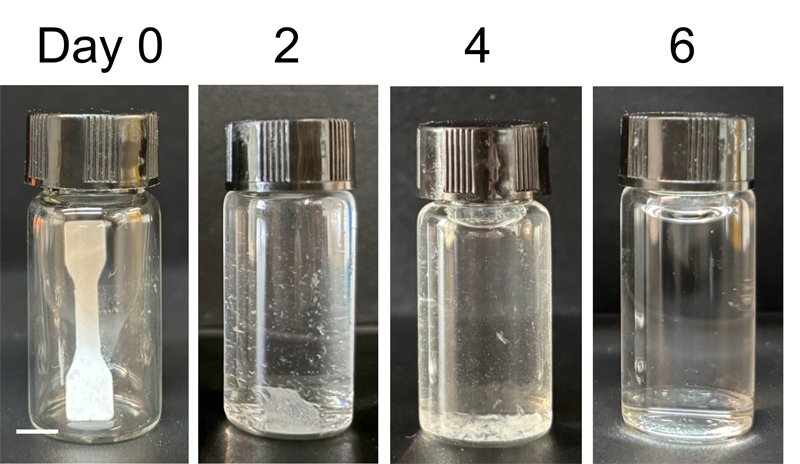 Un plastique vivant, grâce à deux enzymes coopératives capables de dégrader le plastique, a complètement dégradé ce matériau en six jours - ©Adapté de ACS Applied Polymer Materials 2026, DOI : 10.1021/acsapm.5c04611