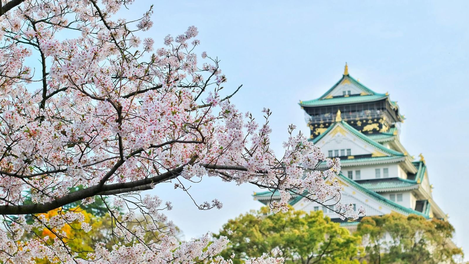 Émerveillez vous devant les cerisiers en fleurs sans faire l'impasse sur votre connectivité. ©Bagus Pangetsu / Pexels