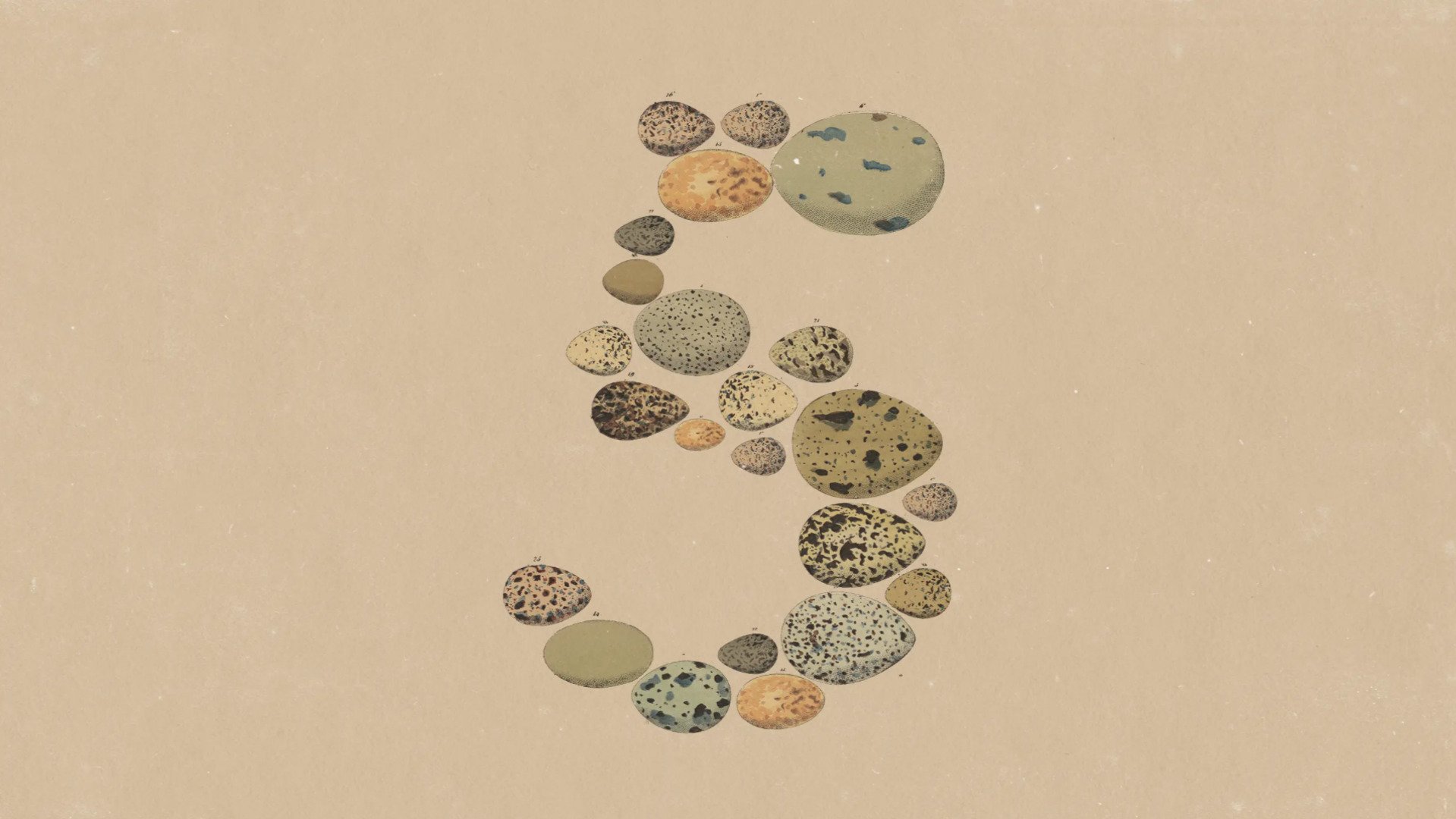 L'illustration officielle d'Anthropic pour le lancement de Claude Opus 5. © Anthropic