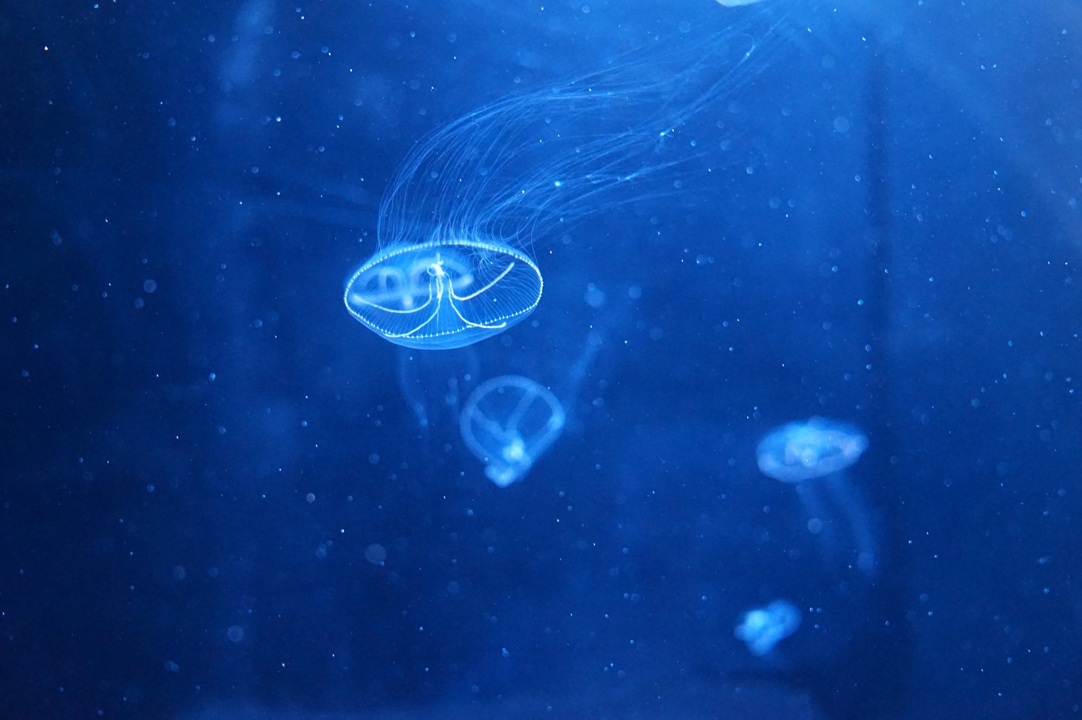 © ferino39 / iStock