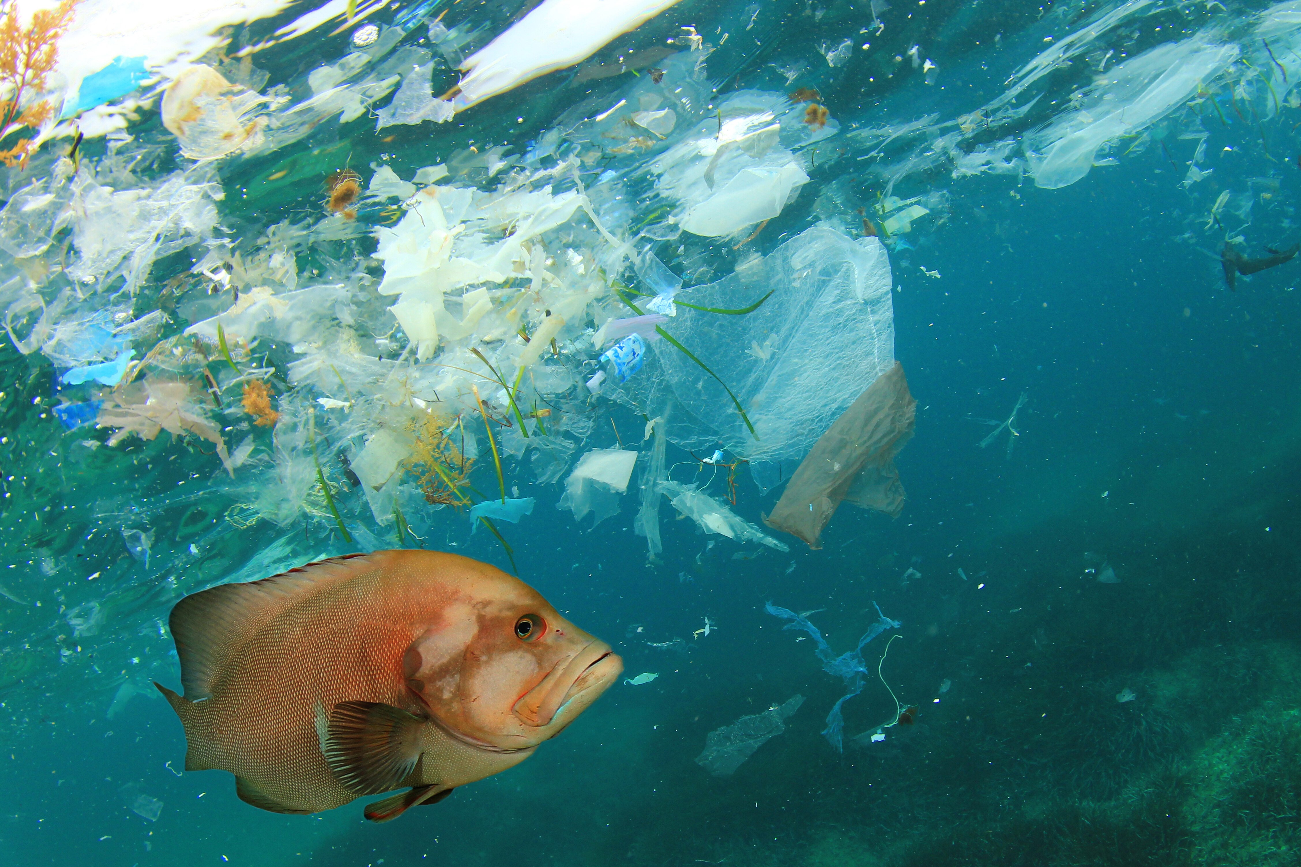Les particules de microplastiques dans les océans sont la partie immergée de l'iceberg © Rich Carey / Shutterst