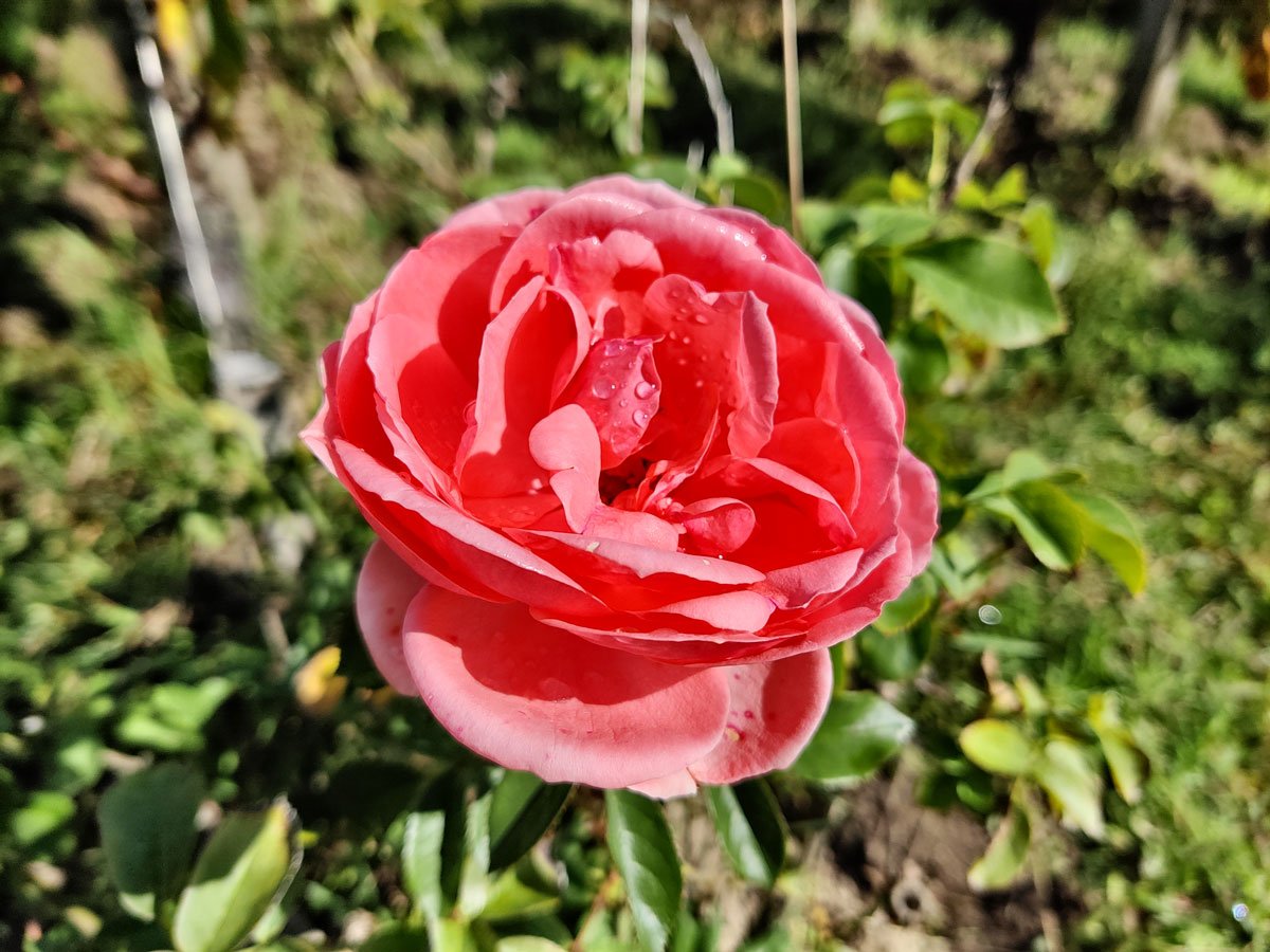 photo oneplus 8T