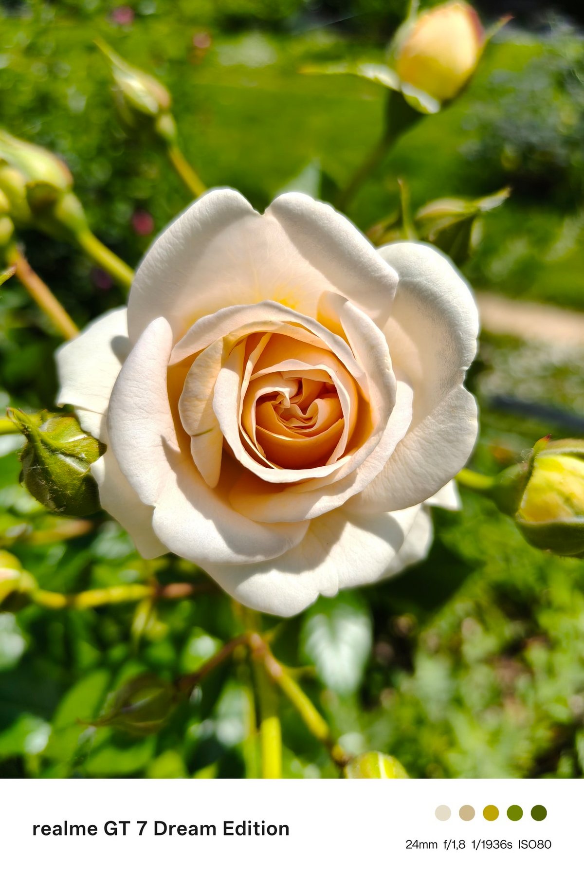 Test realme gt 7 portraits