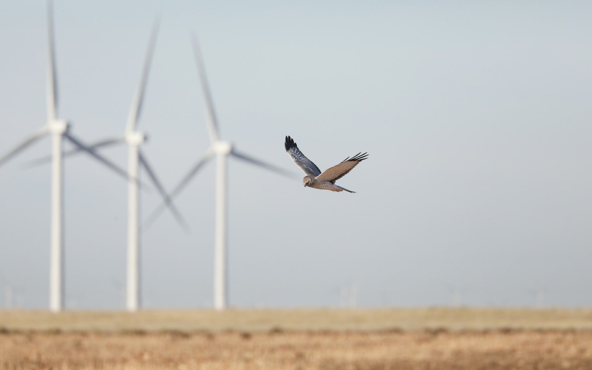 Zéro collision en 19 mois : l'IA démonte un argument clé des anti-éolien. © Shutterstock