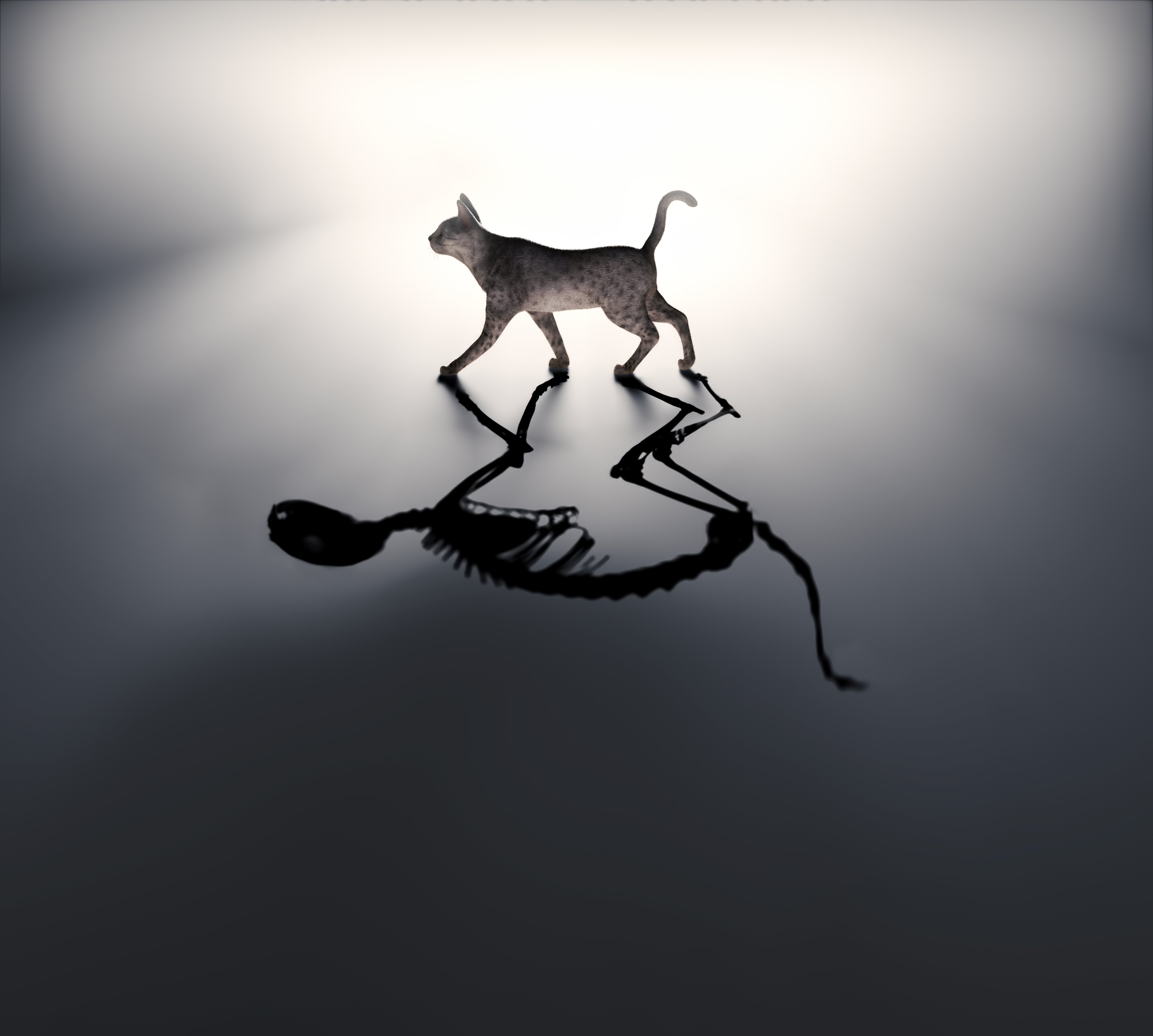  Le Chat de Schrödinger, illustration parfaite du principe de superposition quantique © Mopic / Shutterstock