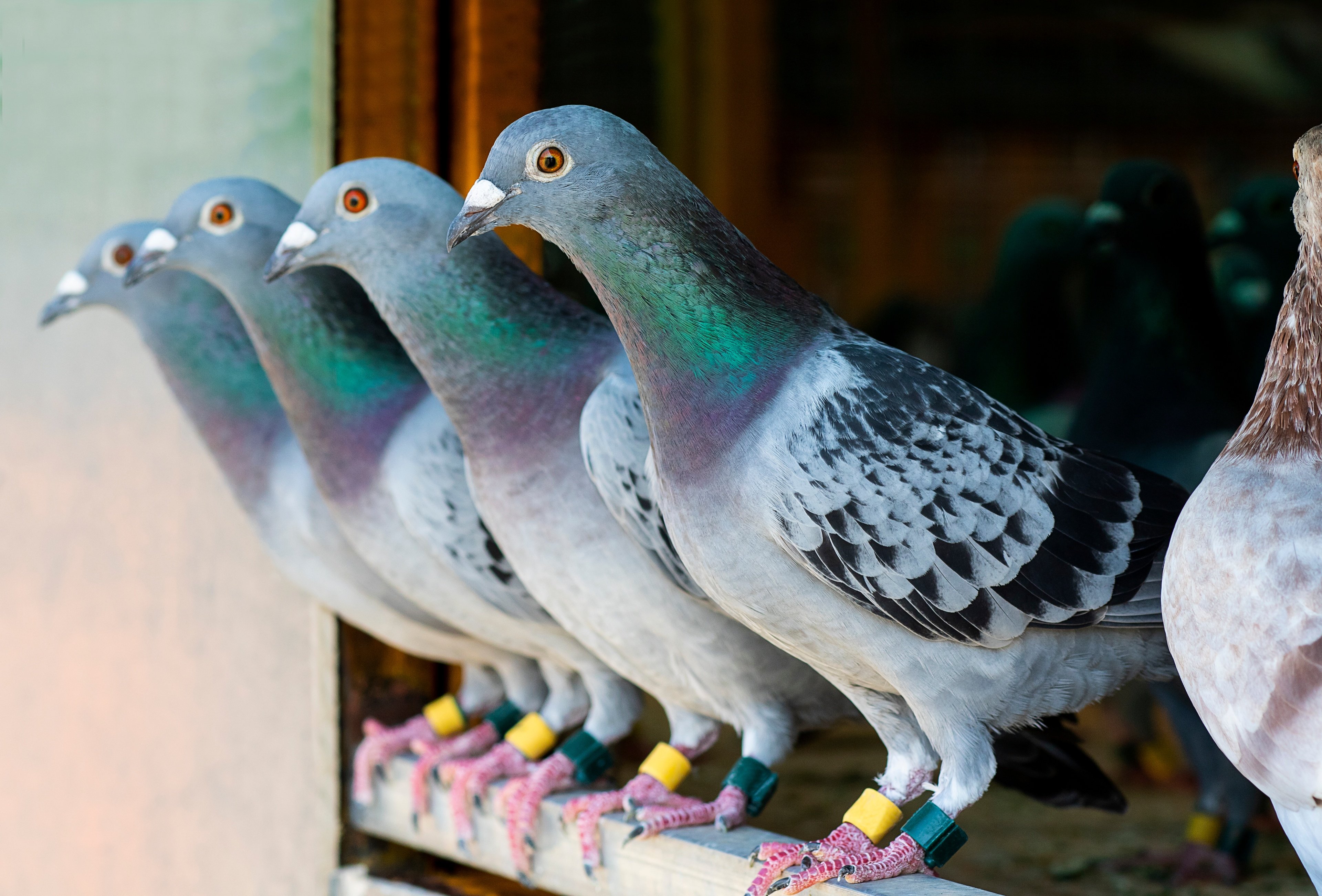 Des escadrons de PJN-1 pourraient se fondre dans la masse et passer inaperçus © Stockphoto mania / Shutterstock 