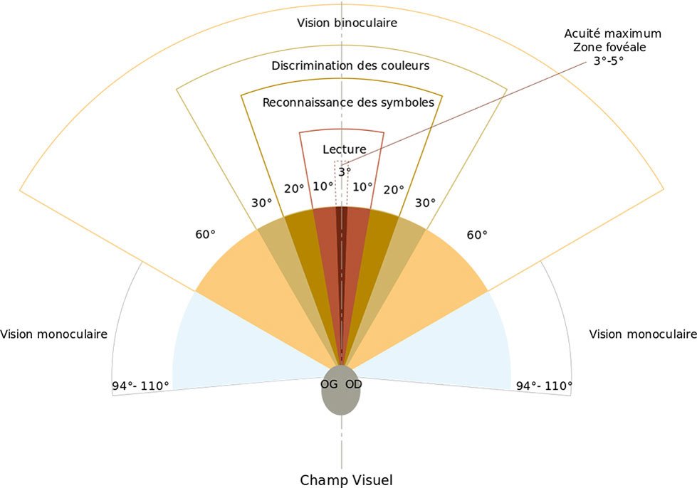 champ-vision-humain.jpg