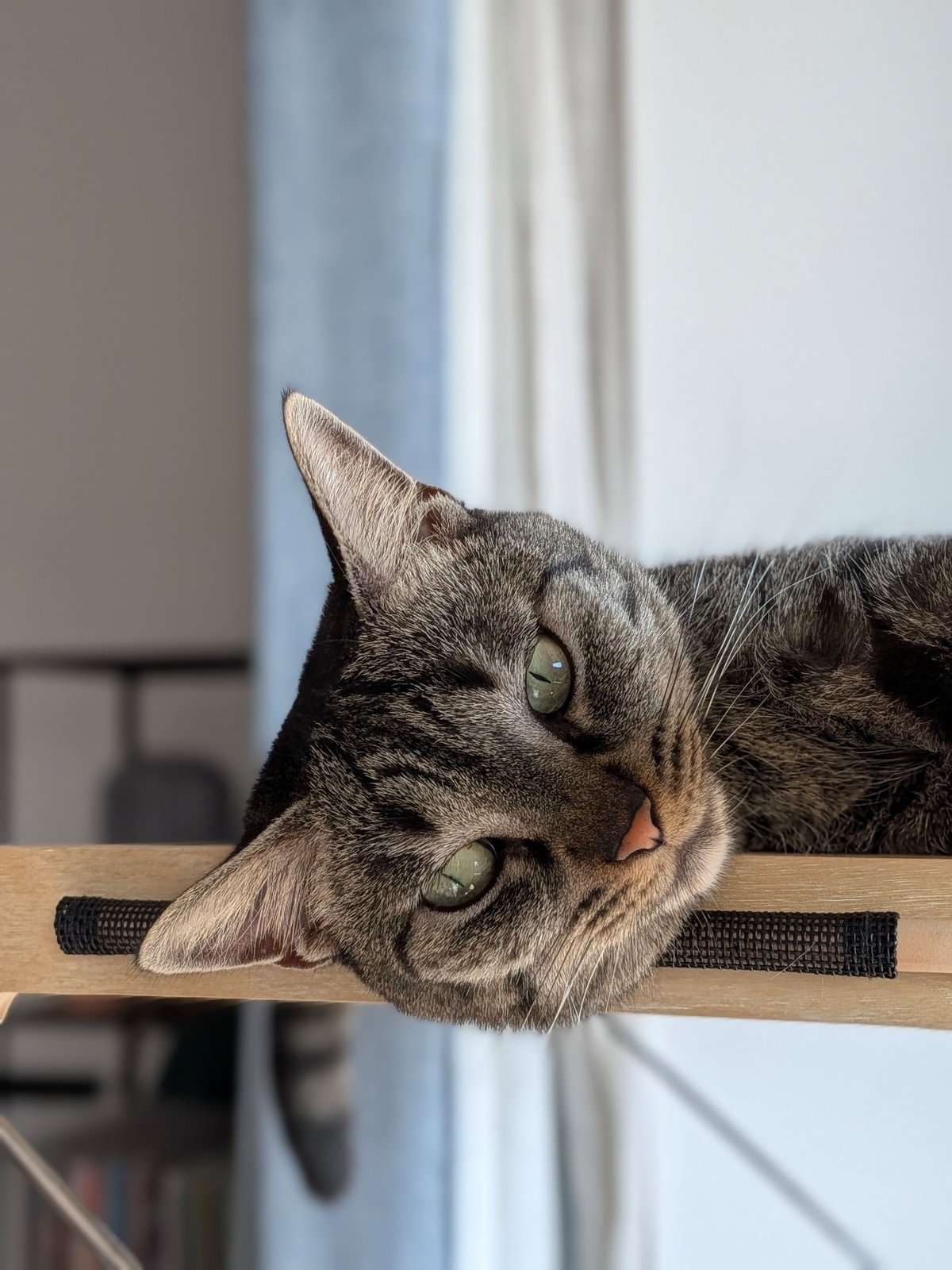 Pixel 10 test portrait