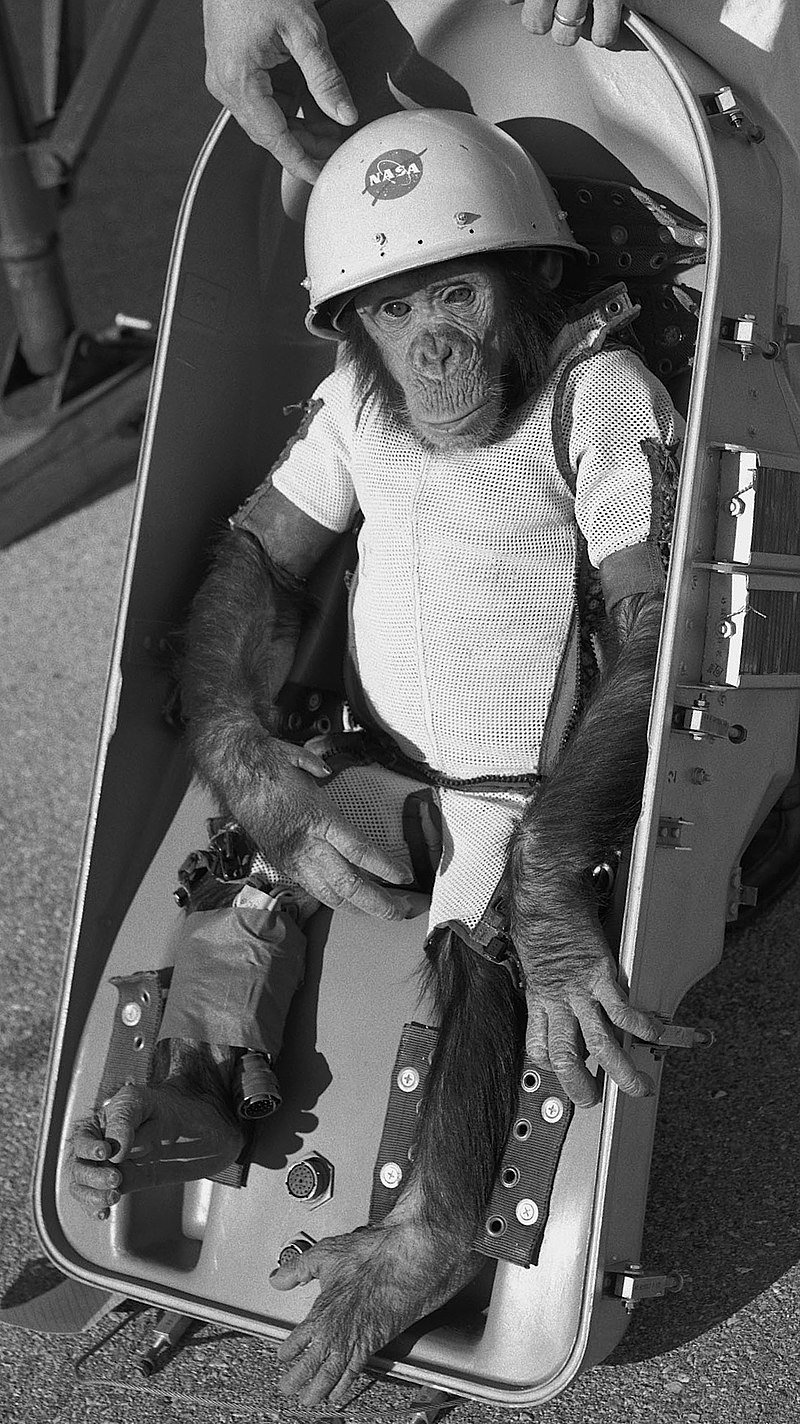 Célèbre photo du chimpanzé Ham, pionnier des vols suborbitaux américains. Crédits NASA