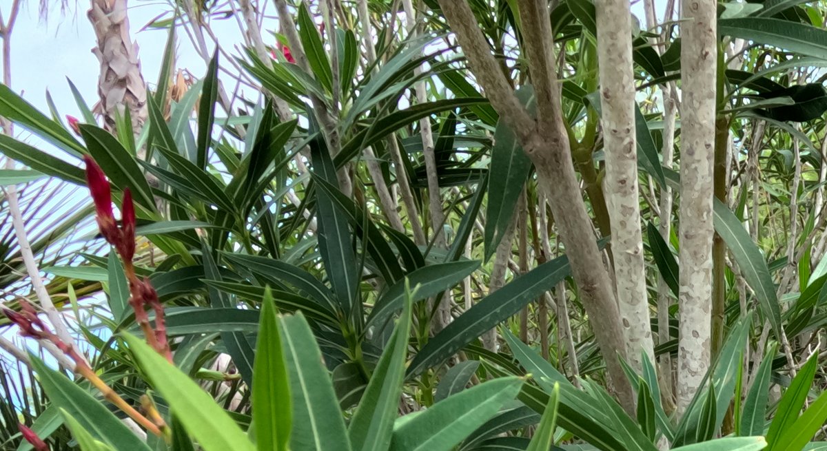 Les branches en haut à gauche affiche un léger effet de frange violette. Côte netteté, ce n'est pas fou, mais là encore cela fait bien illusion.