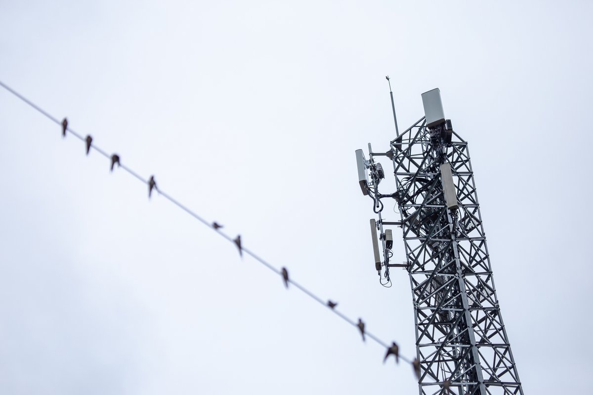 La question de l'impact des ondes électromagnétiques sur la faune fait débat © CoreRock / Shutterstock