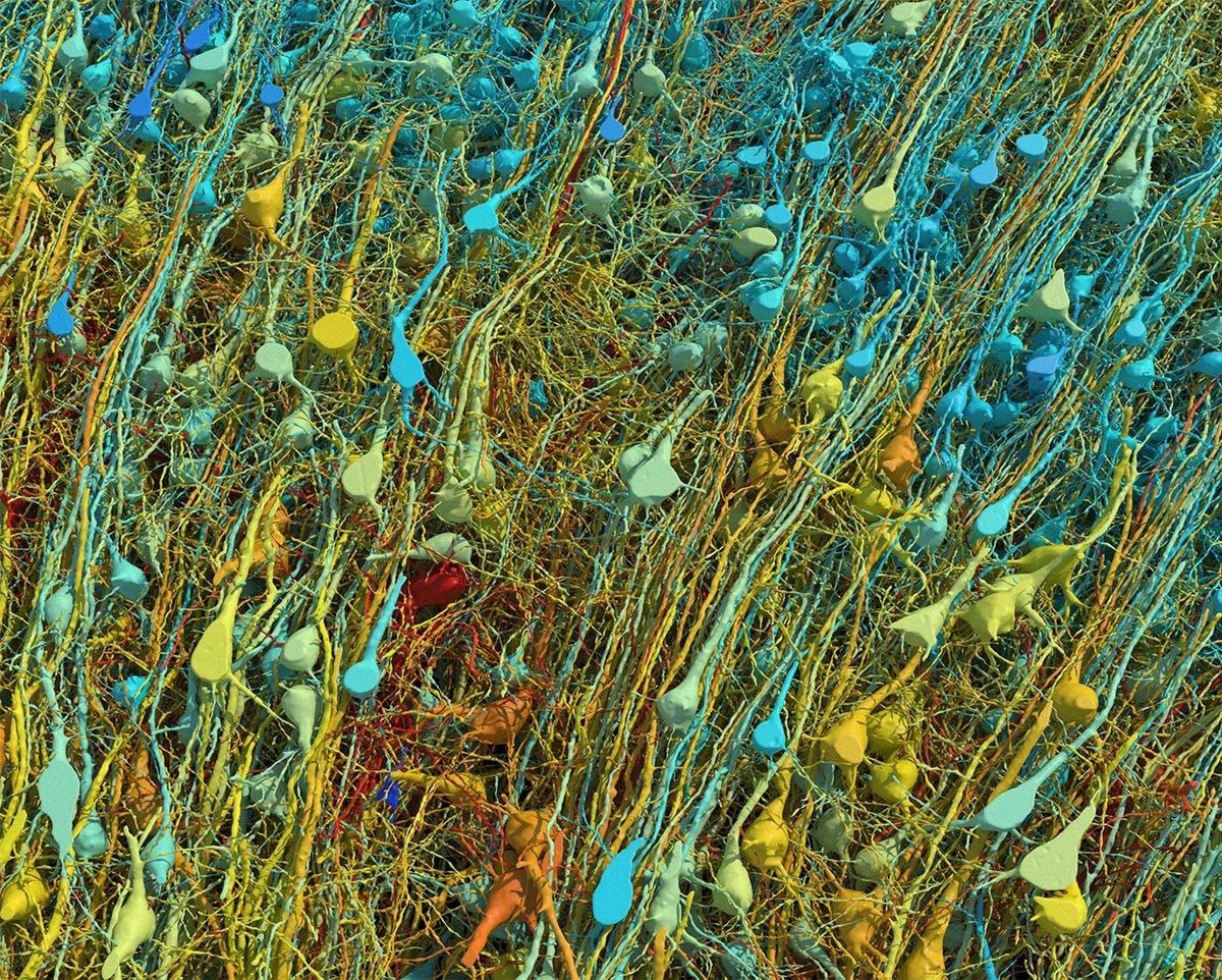 Image d'un fragment du cortex cérébral, avec les différentes neurones colorés selon leur taille © Google