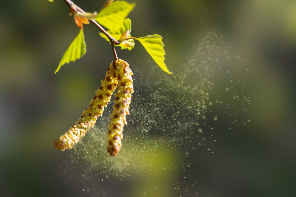 Le pollen est de retour, un peu plus tôt que prévu © Igor Klyakhin / Shutterstock