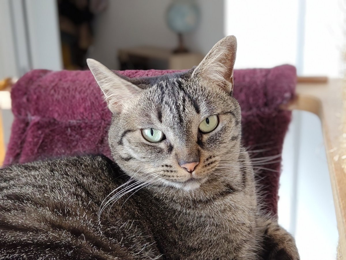 Fairphone 6 test portrait