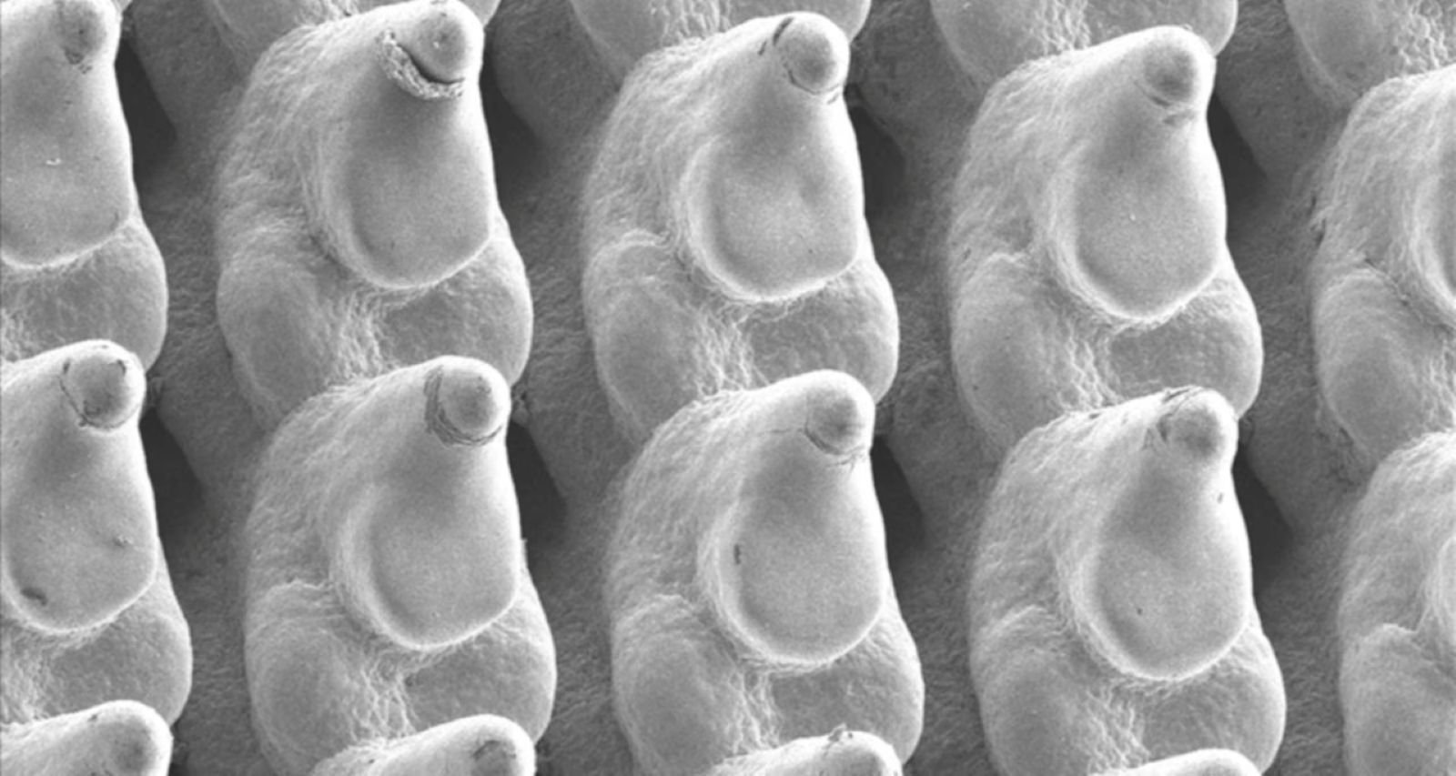 Ces petites structures pourraient révolutionner le refroidissement des data centers - © Cell Reports Physical Science