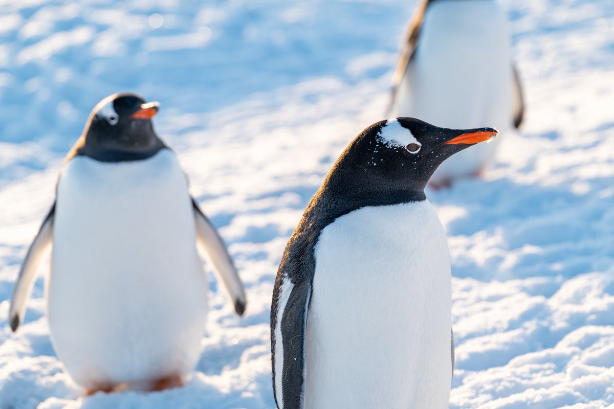 Pinguouins - © Shutterstock