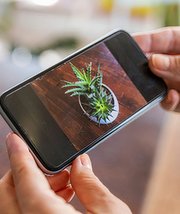 Les meilleures applications pour identifier une plante en 2024