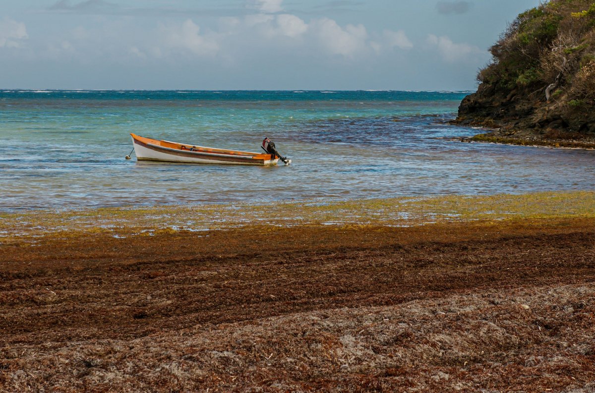 Aux Antilles et plus largement aux Caraïbes, les algues sargasse sont une source majeure de pollution © GillesBelanger / Shutterstock