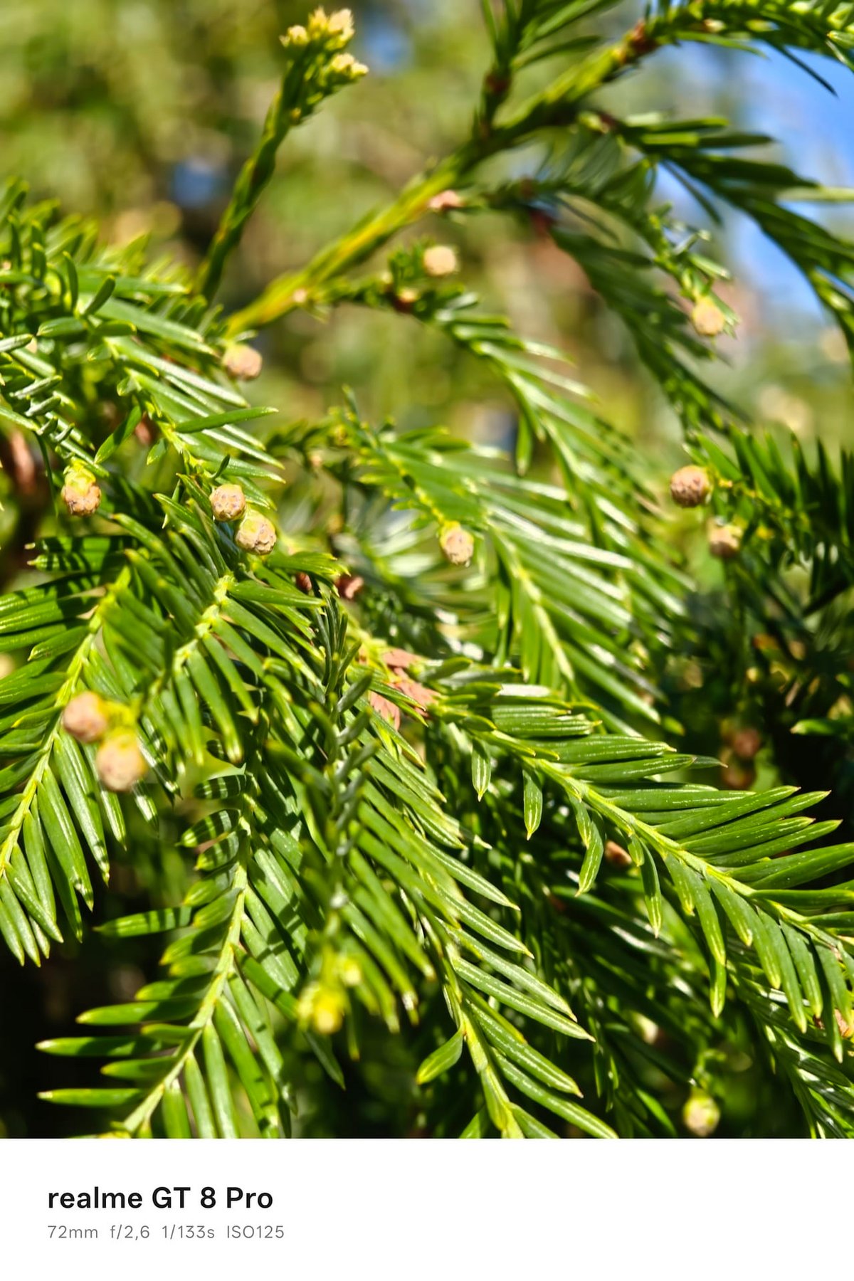 realme gt 8 pro portrait