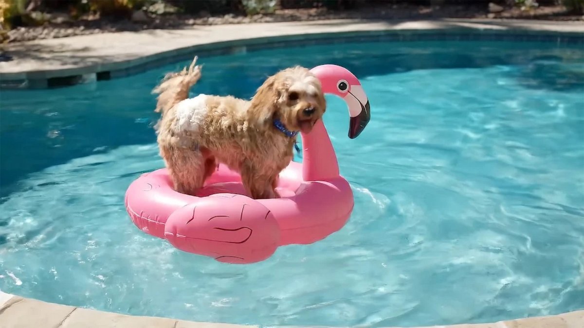 Ce chien et cette bouée n'existent pas mais générés par Google Veo 2 © Google