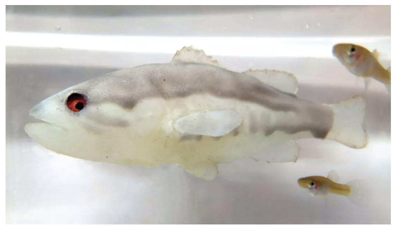 © Giovanni Polverino