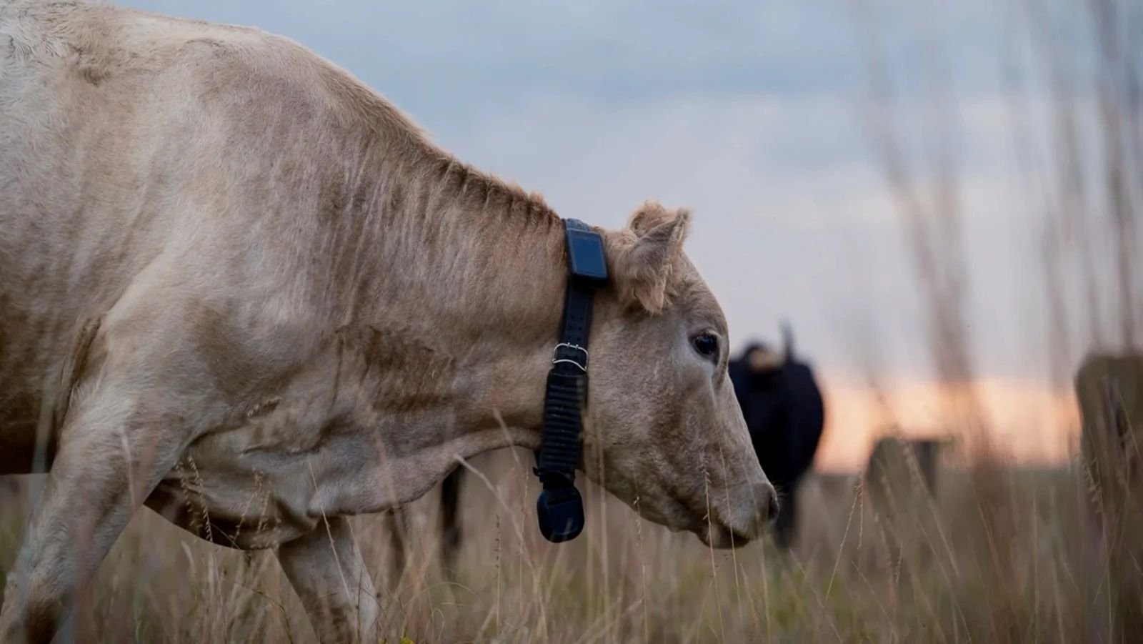 Une seule vache désignée, la « lead cow », dialogue avec Starlink à un instant donné, puis redistribue les données aux autres bêtes via un réseau maillé de courte portée - ©Halter