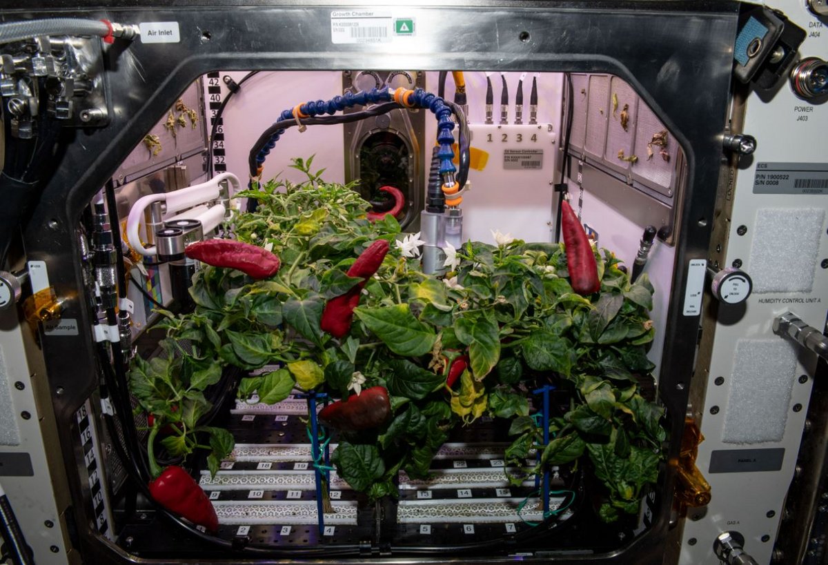 Les piments doux de l'année dernière. Ils n'étaient pas issus de Veggie mais d'une récolte dans le caisson APH. © NASA