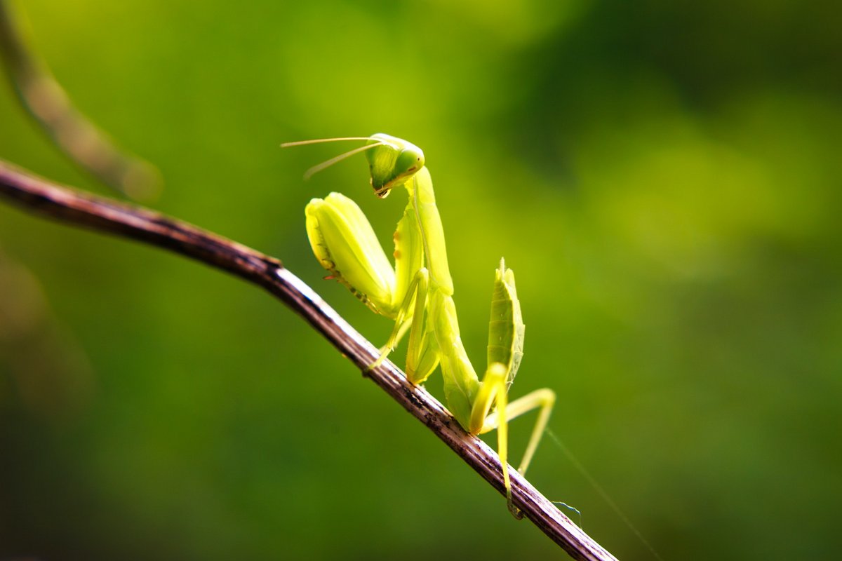 © Pexels Quang Nguyen Vinh