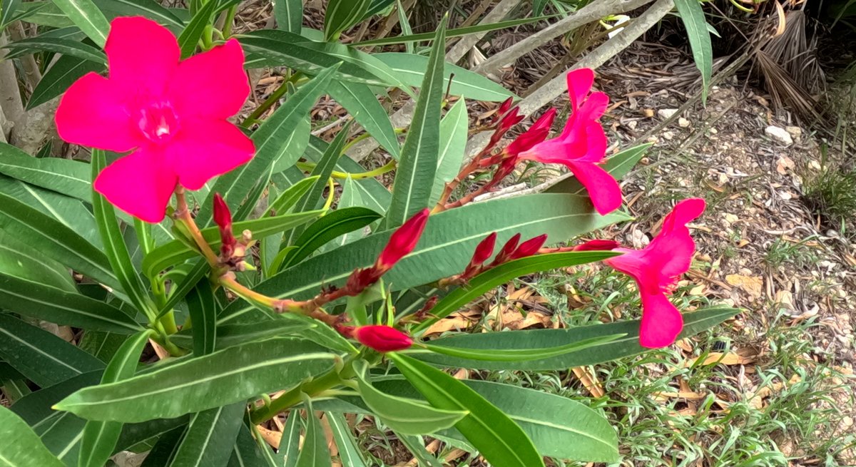 Ici le capteur semble perdu dans la couleur vive et intense de la fleur. Tous les détails de celle-ci sont écrasés avec une mise au point pourtant correcte..  