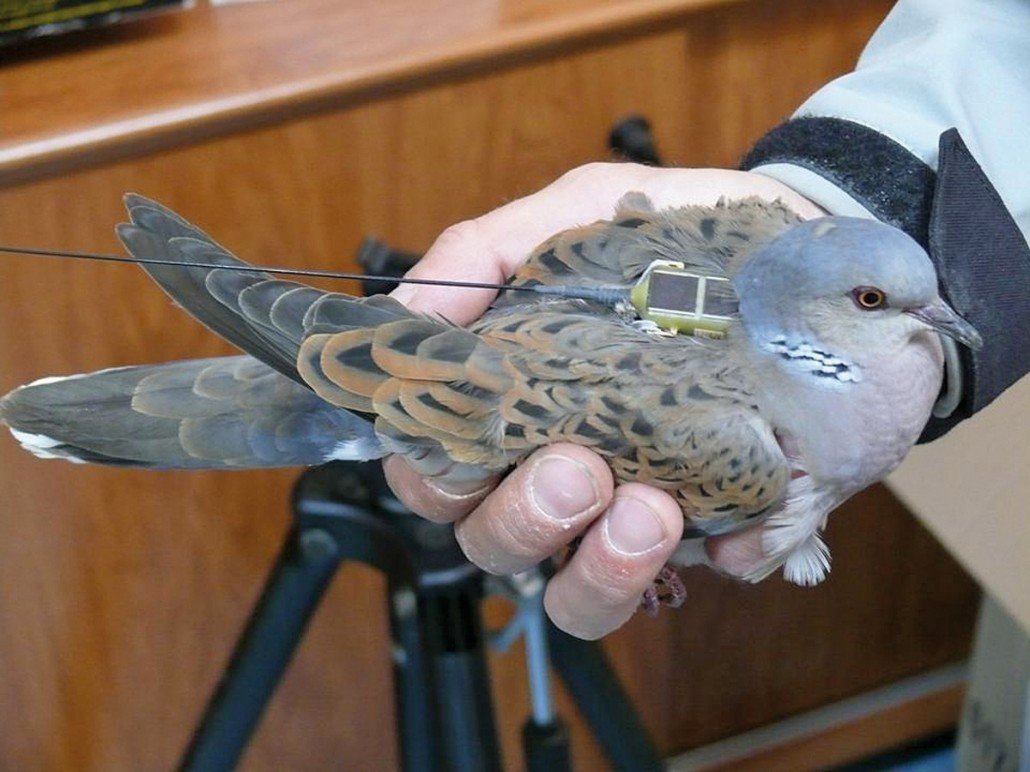 Tous les utilisateurs d'Argos ne sont pas des pigeons. Mais certains oui. Crédits CLS/Chasseurs Nature