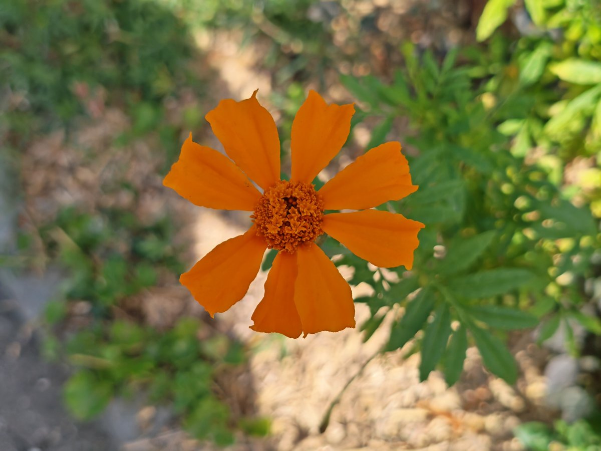 La macro-photographie bénéficie de l'autofocus de l'ultra grand-angle