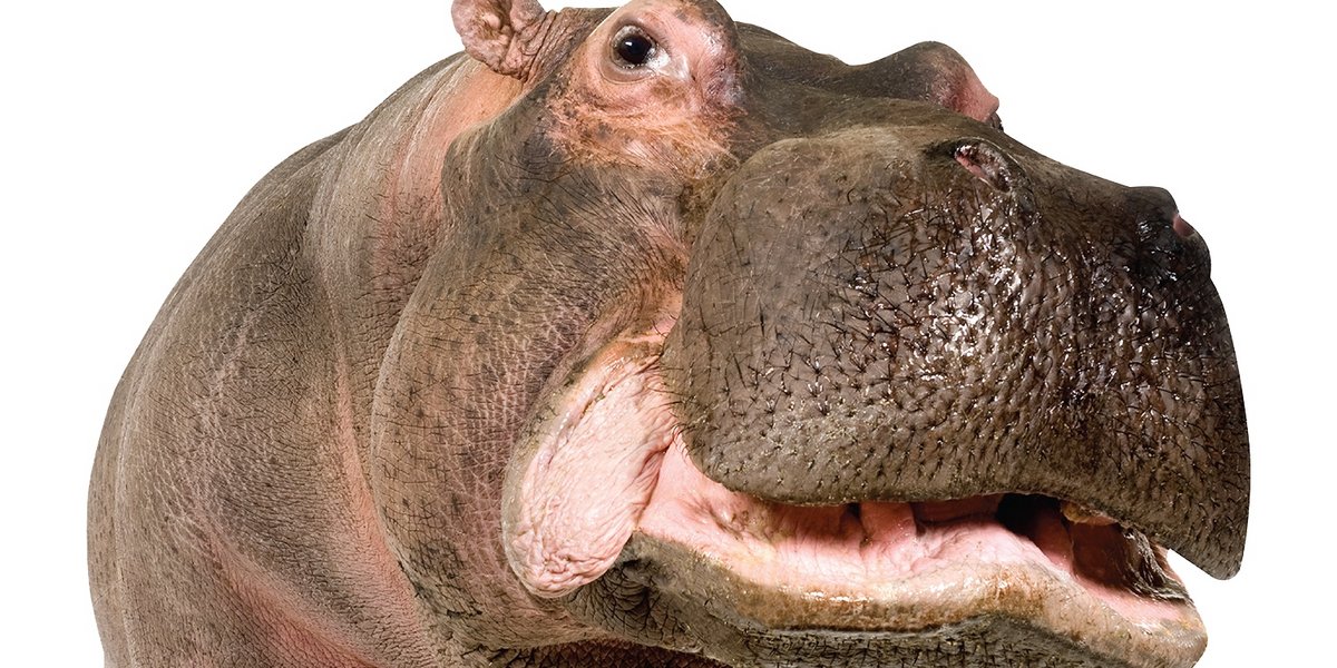 hippo