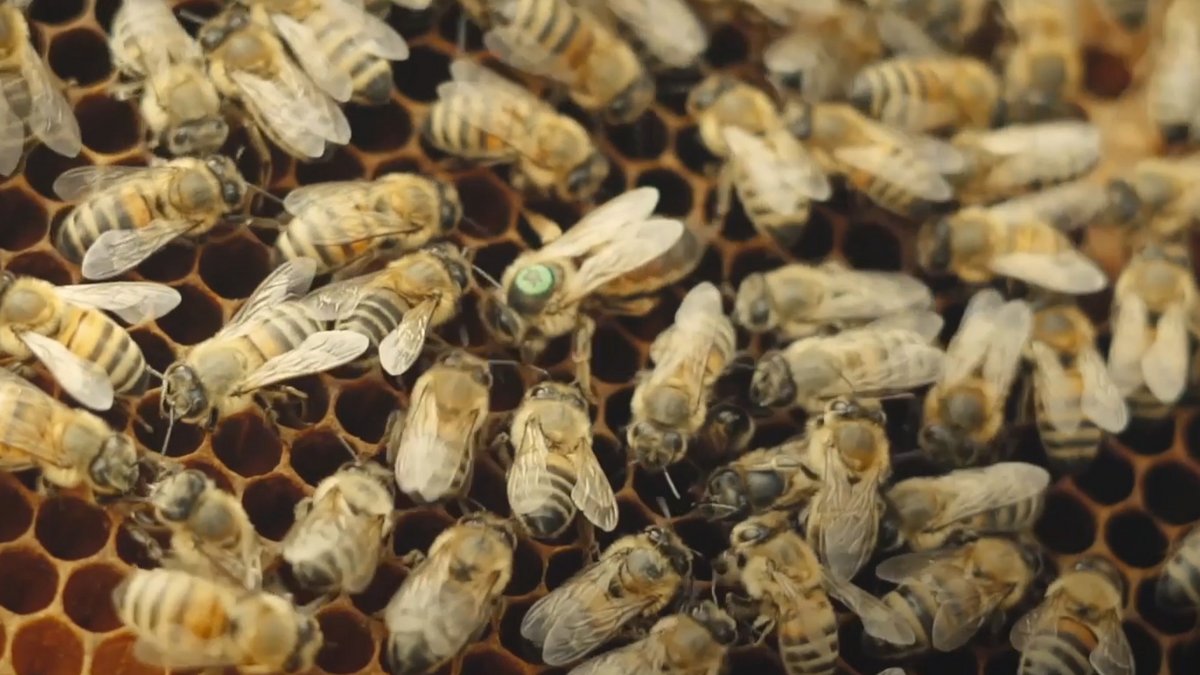 Des abeilles réunies sur leur ruche © Beeguard