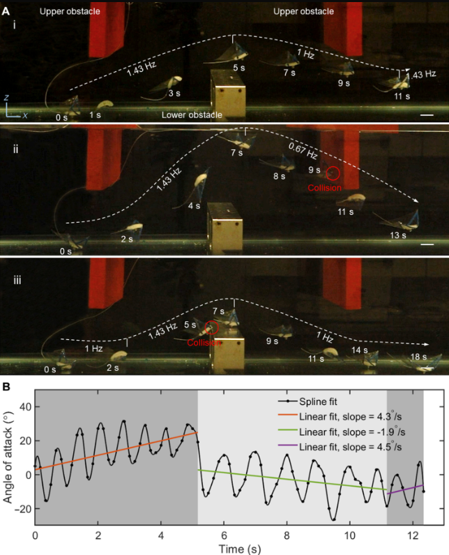 Trajectoires de navigation du robot à travers un parcours vertical avec obstacles (A) : (i) sans collision, (ii) avec collision sur l’obstacle supérieur, et (iii) avec collision sur l’obstacle inférieur, ajustées par la fréquence d’actionnement (en Hz). Les lignes pointillées montrent les trajectoires. (B)© Haitao Qing et al. / Sciences Advances