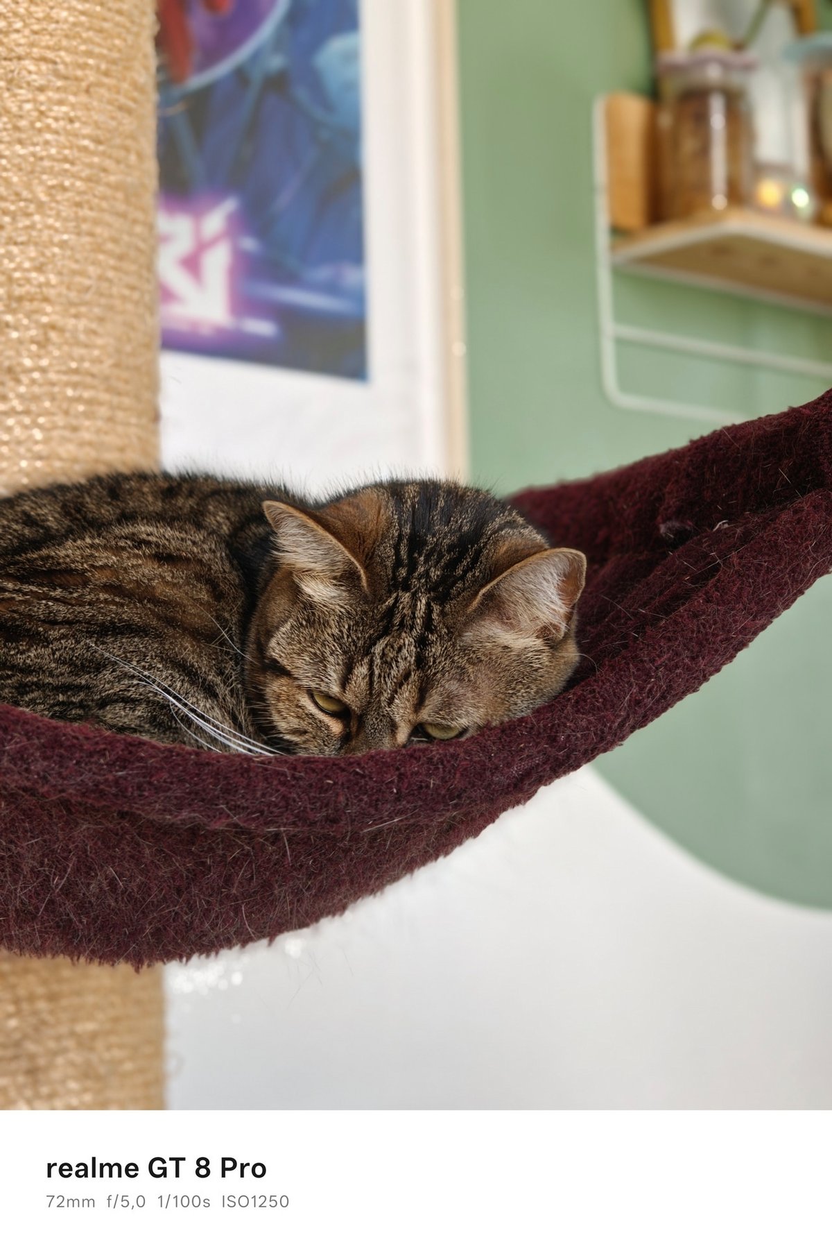 realme gt 8 pro portrait