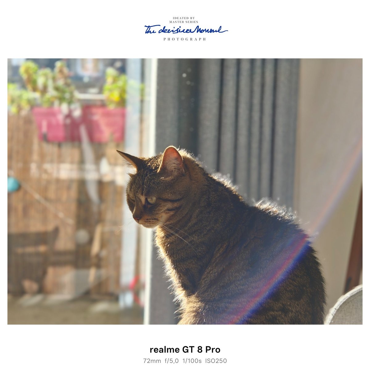 realme gt 8 pro portrait