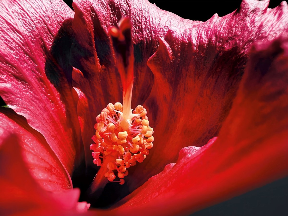"The Cave” (hibiscus) © Marco Colletta.  Photographié avec l'iPhone 13 Pro. 