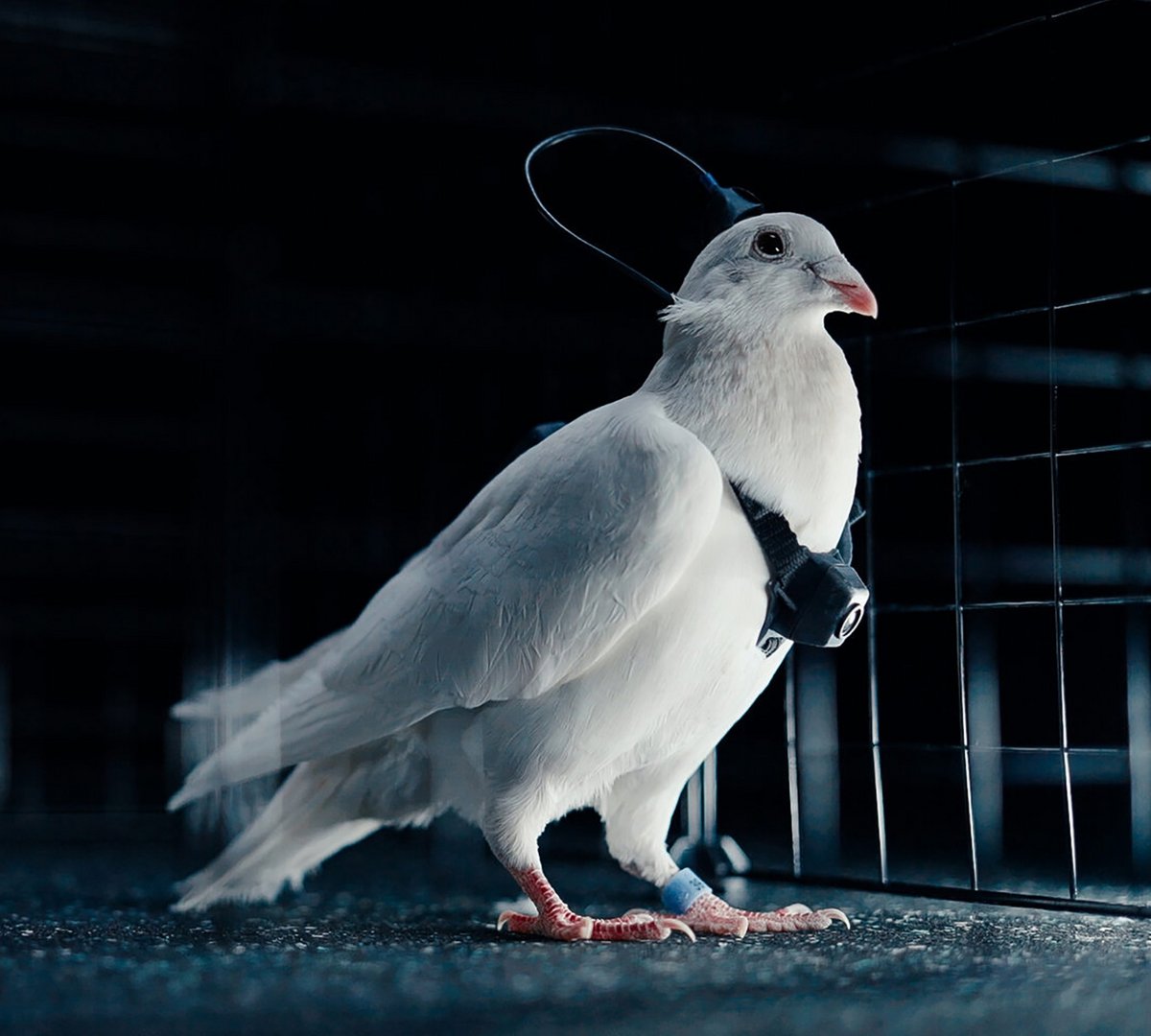 Ce biodrone pourrait-il donner un avantage décisif au Kremlin dans la guerre en cours en Ukraine ? © East2West